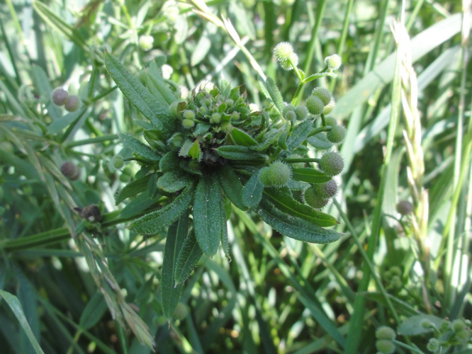 Galle de Dasineura aparines sur Gaillet gratteron &copy; JOURDE Rémi