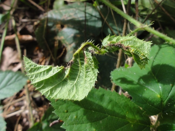 Feuille de Ronce parasitée par Dasineura plicatrix &copy; BARBIER Simon