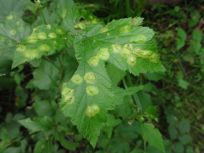Feuille parasitée par Dasineura pustulans &copy; JOURDE Rémi