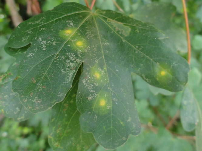 Feuille d'Erable parasitée par Dasineura tympani &copy; JOURDE Rémi