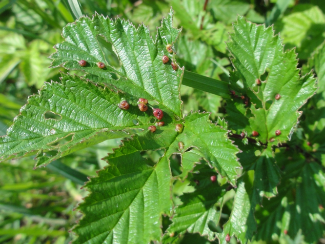 Galles de Dasineura ulmaria sur feuille de Reine-des-prés &copy; JOURDE Rémi