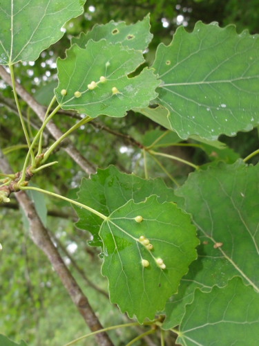 Galles d'Harmandiola globuli sur feuille de Peuplier Tremble &copy; JOURDE Rémi