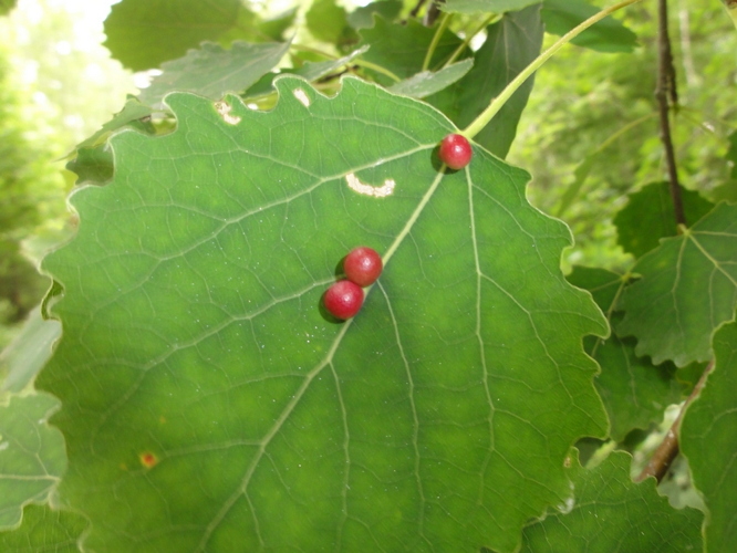 Galle de Harmandiola tremulae sur feuille de Peuplier Tremble &copy; JOURDE Rémi