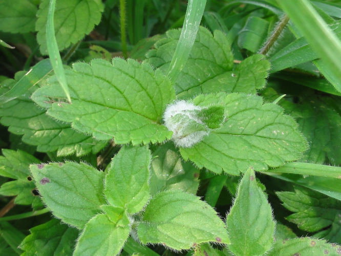 Galle de Jaapiella veronicae sur Véronique &copy; JOURDE Rémi