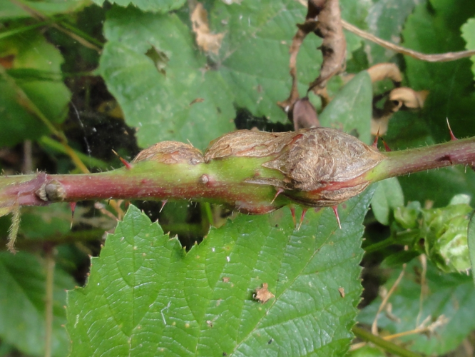 Galle de Lasioptera rubi sur Ronce &copy; JOURDE Rémi