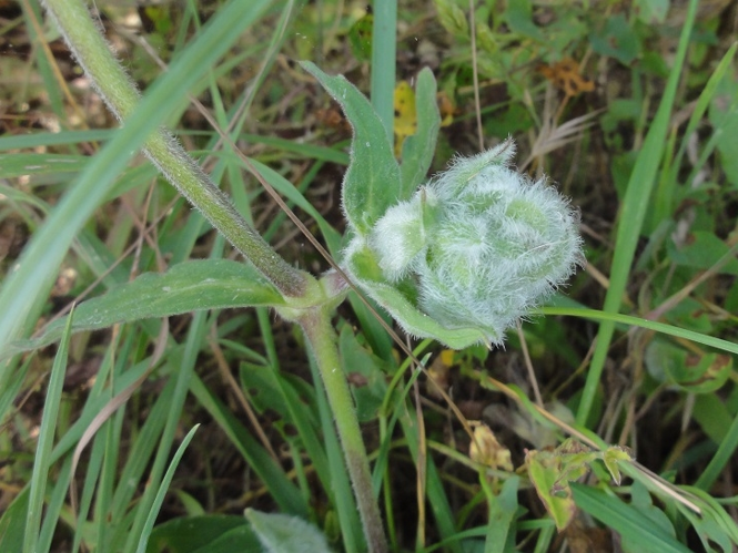 Galle de Neomikiella lychnidis sur Silène &copy; JOURDE Rémi