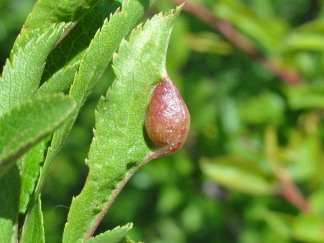 Galle de Putoniella pruni sur feuille de Prunellier &copy; JOURDE Rémi