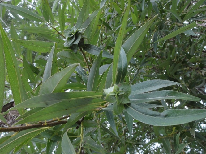 Galles de Rabdophaga rosaria sur Saule &copy; JOURDE Rémi