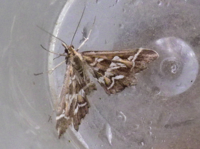 Diasemia reticularis imago &copy; HALLART Guénael (CPIE des Pays de l'Aisne)