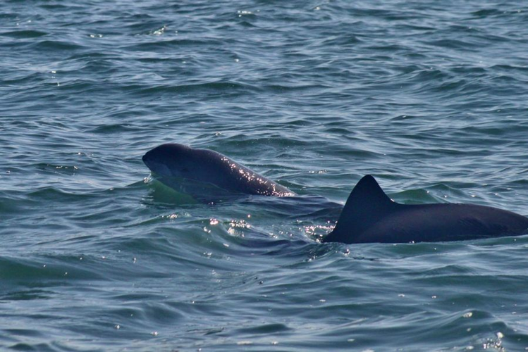 Marsouin Commun &copy; PAES Sidonio