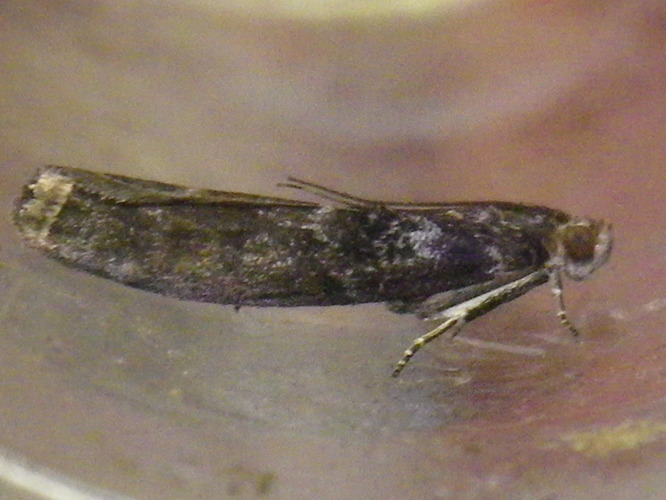 Ortholepis betulae adulte &copy; HALLART Guénael (CPIE des Pays de l'Aisne)