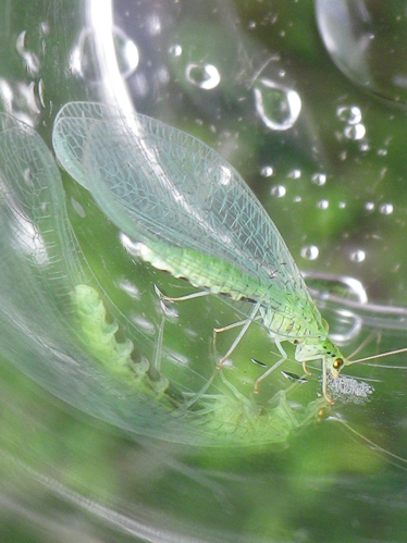 Adulte d'Apertochrysa ventralis &copy; HALLART Guénael