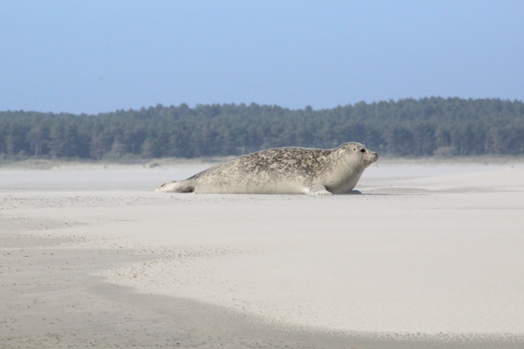 Phoca vitulina &copy; MONNET Sarah