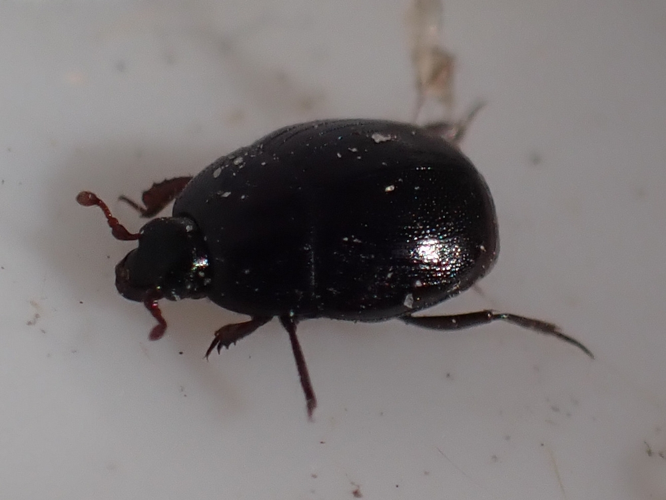 Adulte de Gnathoncus communis &copy; HALLART Guénael (CPIE des Pays de l'Aisne), PRECLAIRE Louis