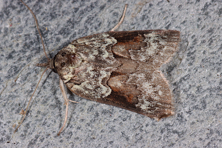Imago de Nycteola siculana &copy; VAN ALPHEN Jacques