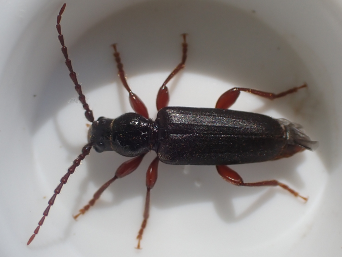 Tetropium castaneum adulte &copy; HALLART Guénael (CPIE des Pays de l'Aisne)