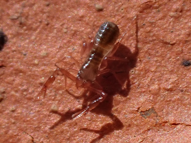 Adulte du genre Chthonius &copy; EUDELINE Pauline (CPIE des Pays de l'Aisne)