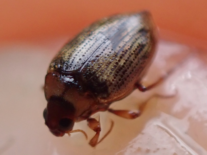 Adulte de Haliplus lineatocollis &copy; EUDELINE Pauline (CPIE des Pays de l'Aisne)