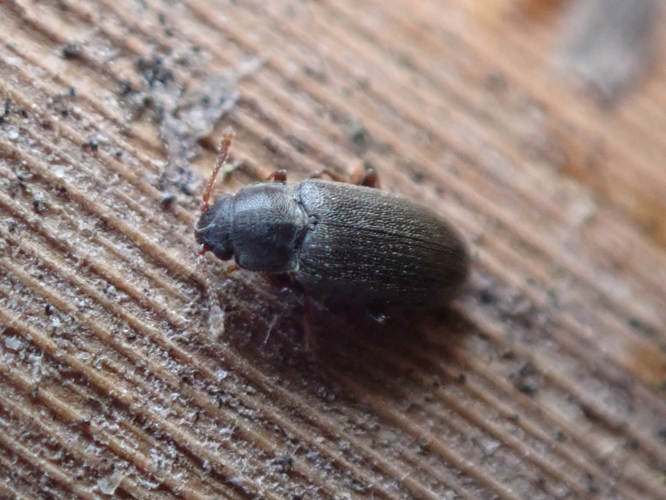 Adulte du genre Telmatophilus &copy; EUDELINE Pauline (CPIE des Pays de l'Aisne)