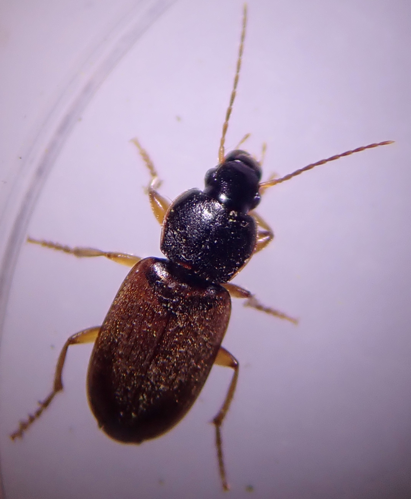 Adulte de Parophonus mendax &copy; DEROZIER Carole