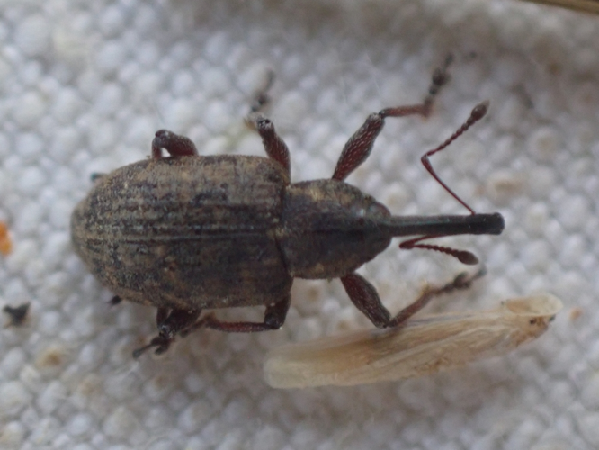 Adulte de Notaris scirpi &copy; HALLART Guénael