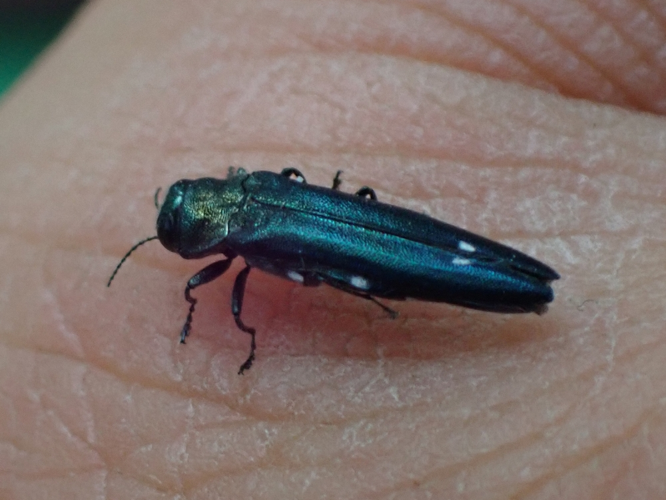 Adulte d'Agrilus biguttatus &copy; HALLART Guénael (CPIE des Pays de l'Aisne)
