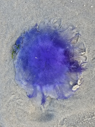 Cyanea lamarckii &copy; ACLOQUE Vincent