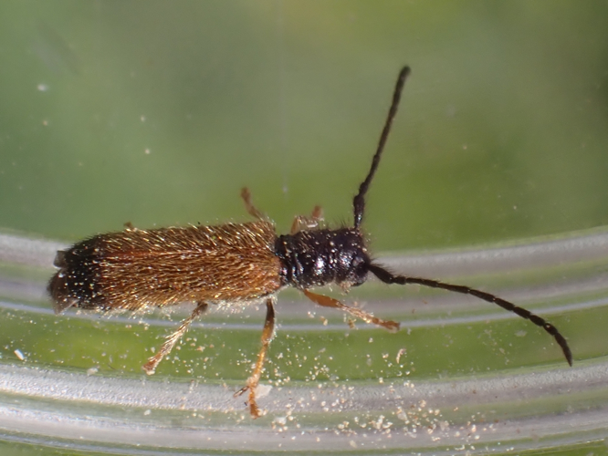Tetrops starkii adulte &copy; HALLART Guénael (CPIE des Pays de l'Aisne)