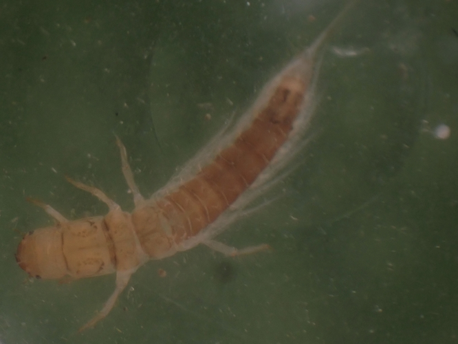 Larve de Sialis nigripes &copy; HALLART Guénael (CPIE des Pays de l'Aisne)