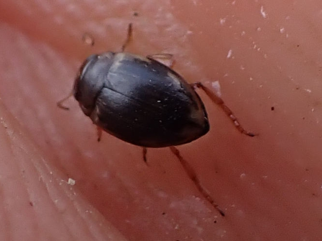 Adulte de Oreodytes sanmarkii &copy; HALLART Guénael (CPIE des Pays de l'Aisne)