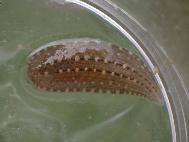 Glossiphonia complanata &copy; HALLART Guénael (CPIE des Pays de l'Aisne)