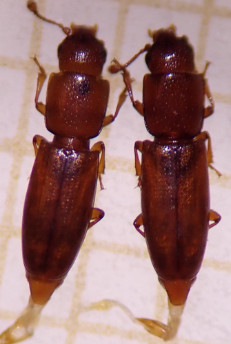 Rhizophagus ferrugineus &copy; DEROZIER Carole