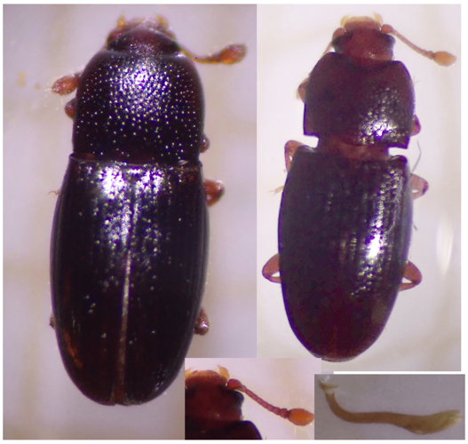 Cerylon ferrugineum &copy; DEROZIER Carole