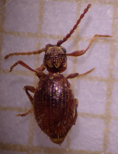 Ptinus subpilosus &copy; DEROZIER Carole