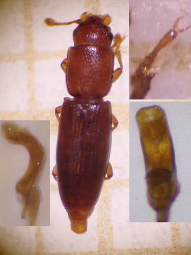 Rhizophagus perforatus &copy; DEROZIER Carole