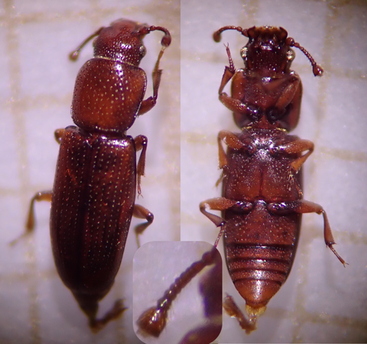 Rhizophagus cribratus &copy; DEROZIER Carole