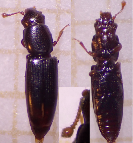 Rhizophagus dispar &copy; DEROZIER Carole