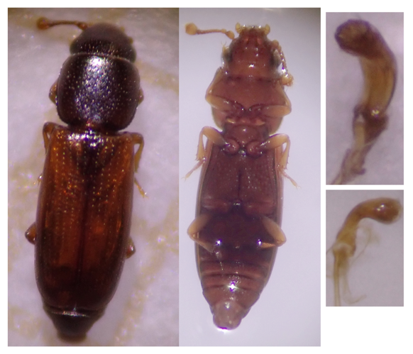 Rhizophagus fenestralis &copy; DEROZIER Carole