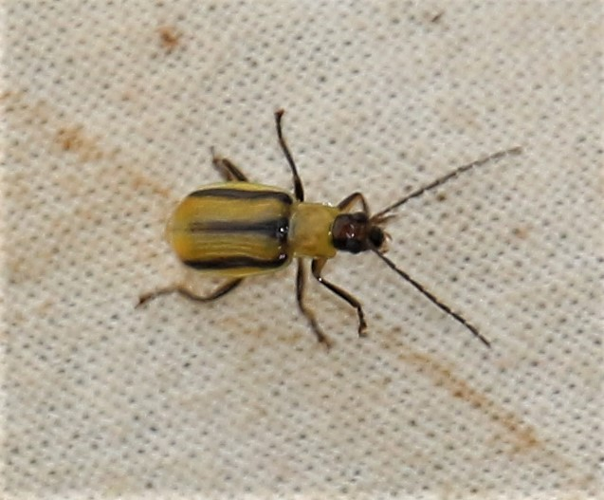 Adulte de Diabrotica virgifera &copy; CAGNIARD Dominique