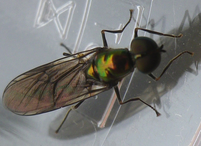 Imago de Sargus iridatus &copy; HALLART Guénael