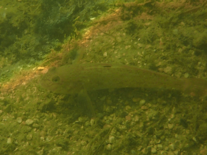 Gobie à taches noires &copy; HALLART Guénael (CPIE des Pays de l'Aisne)