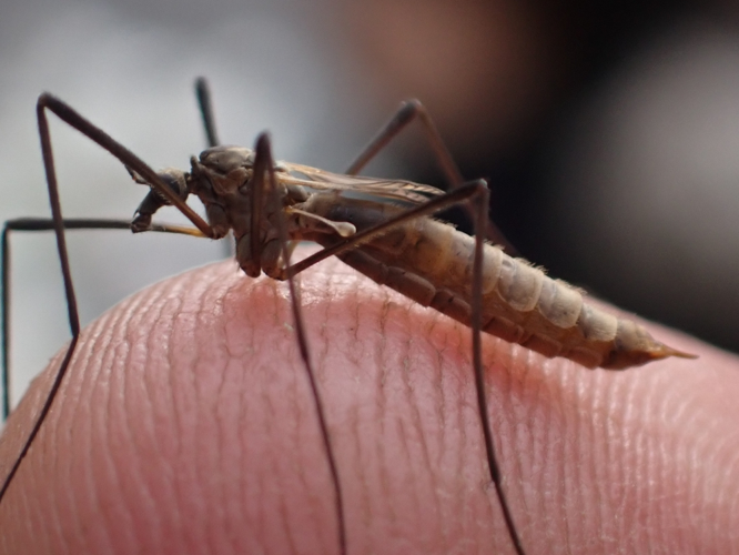 Femelle adulte de Tipula pagana &copy; HALLART Guénael (CPIE des Pays de l'Aisne)