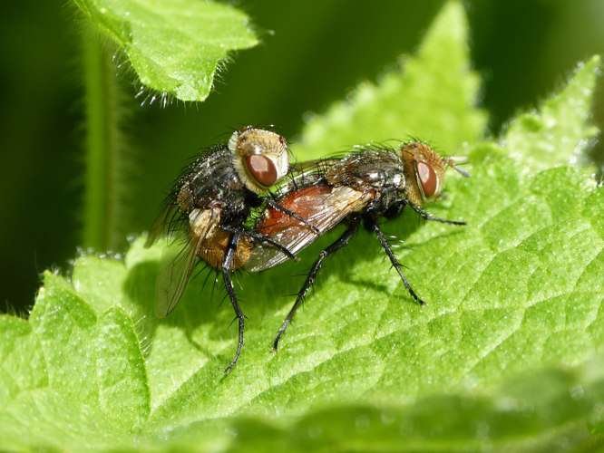 Couple de Gonia vacua &copy; Simon BARBIER