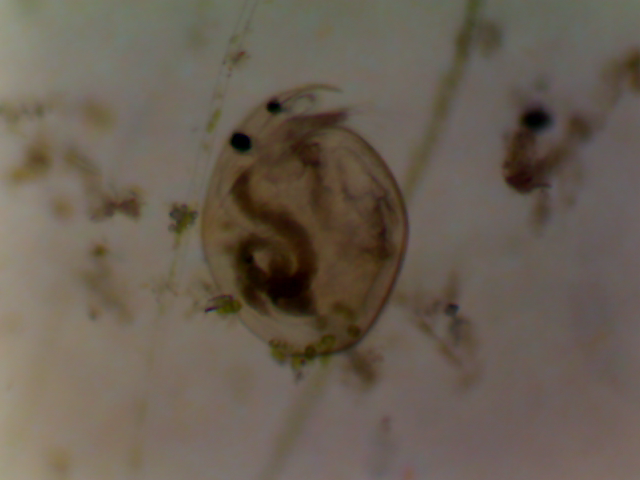 Adulte de Chydorus sphaericus &copy; LEROY Rodolphe