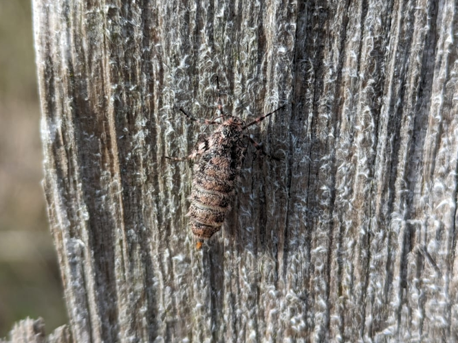 Femelle de Dasystoma salicella &copy; CARBONNIER Cécile