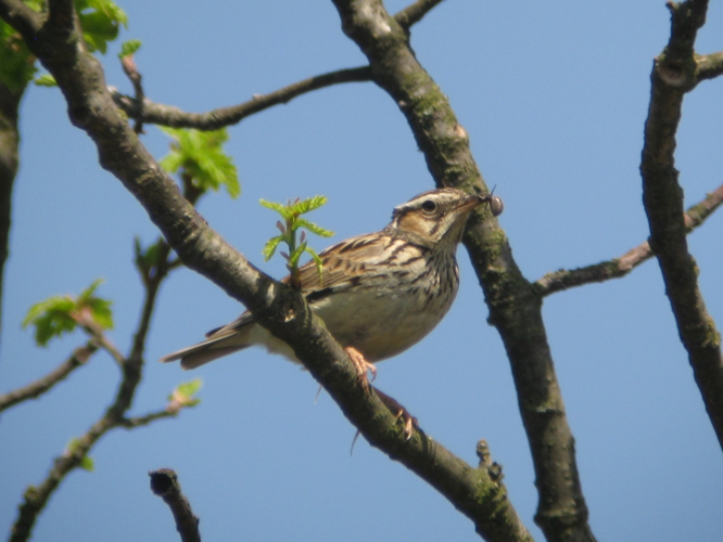 Alouette lulu &copy; GASCHET Didier