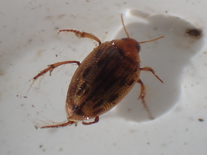 Haliplus fulvus adulte &copy; HALLART Guénael / CPIE02