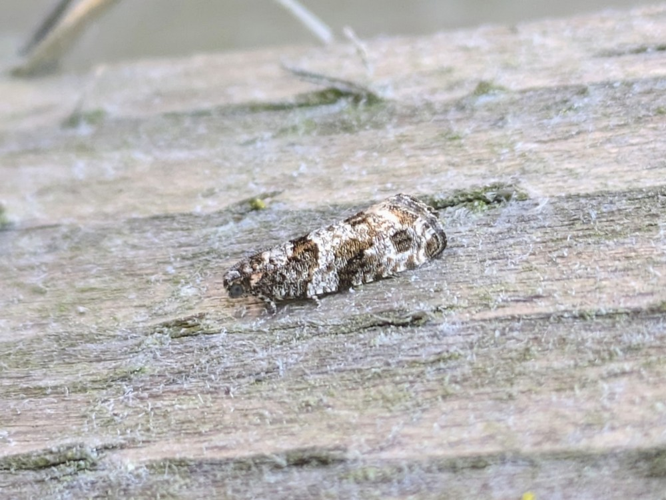 Imago de Gypsonoma oppressana &copy; CARBONNIER Cécile