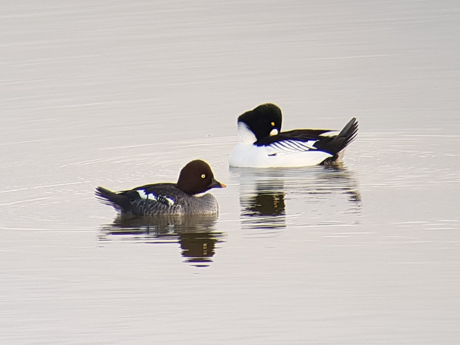 Couple de Garrot à oeil d'or &copy; GASCHET Didier