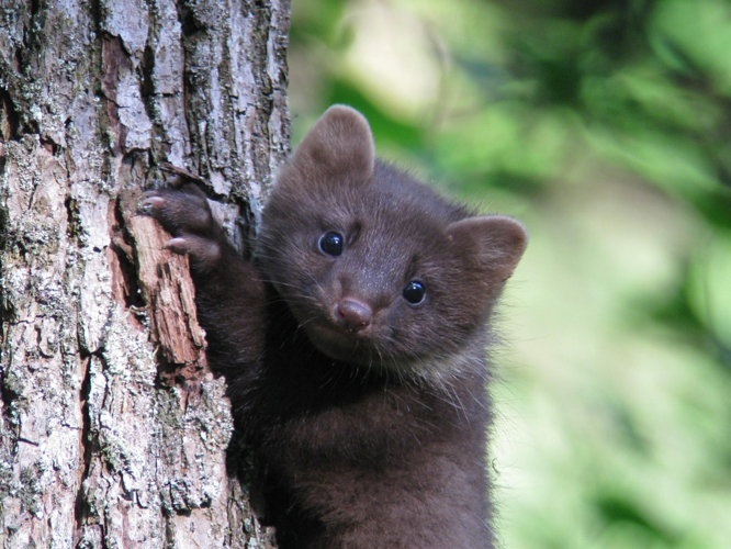 Martre &copy; GASCHET Didier